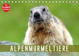 Alpenmurmeltiere (Tischkalender 2019 DIN A5 quer)