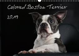 Colored Boston Terrier 2019 (Wandkalender 2019 DIN A3 quer)