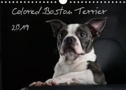 Colored Boston Terrier 2019 (Wandkalender 2019 DIN A4 quer)