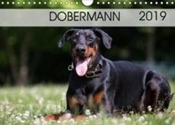 Dobermann 2019 (Wandkalender 2019 DIN A4 quer)