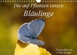 Die auf Pflanzen tanzen: Bläulinge (Wandkalender 2019 DIN A4 quer)