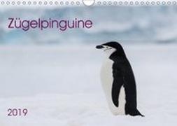 Zügelpinguine (Wandkalender 2019 DIN A4 quer)