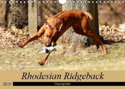 Rhodesian Ridgeback Powerpaket (Wandkalender 2019 DIN A4 quer)