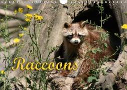 Raccoons / UK-Version (Wall Calendar 2019 DIN A4 Landscape)