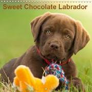 Sweet Chocolate Labrador (Wall Calendar 2019 300 × 300 mm Square)
