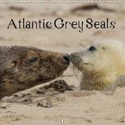 Atlantic Grey Seals (Wall Calendar 2019 300 × 300 mm Square)