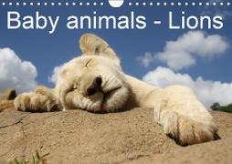 Baby animals - Lions (Wall Calendar 2019 DIN A4 Landscape)
