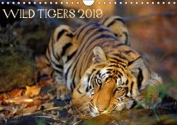 Wild Tigers 2019 (Wall Calendar 2019 DIN A4 Landscape)