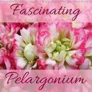 Fascinating Pelargonium (Wall Calendar 2019 300 × 300 mm Square)