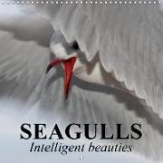 Seagulls Intelligent beauties (Wall Calendar 2019 300 × 300 mm Square)