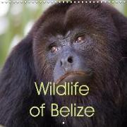 Wildlife of Belize (Wall Calendar 2019 300 × 300 mm Square)