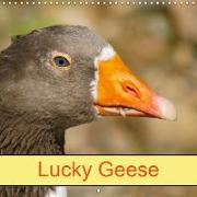 Lucky Geese (Wall Calendar 2019 300 × 300 mm Square)