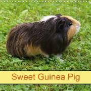Sweet Guinea Pig (Wall Calendar 2019 300 × 300 mm Square)