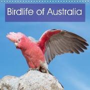 Birdlife of Australia (Wall Calendar 2019 300 × 300 mm Square)