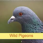 Wild Pigeons (Wall Calendar 2019 300 × 300 mm Square)