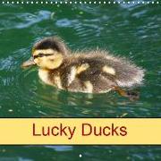 Lucky Ducks (Wall Calendar 2019 300 × 300 mm Square)