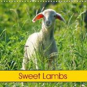 Sweet Lambs (Wall Calendar 2019 300 × 300 mm Square)