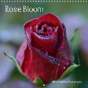 Rose Bloom (Wall Calendar 2019 300 × 300 mm Square)