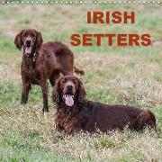 Irish Setters (Wall Calendar 2019 300 × 300 mm Square)