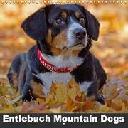 Entlebuch Mountain Dogs (Wall Calendar 2019 300 × 300 mm Square)