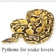 Pythons for snake lovers (Wall Calendar 2019 300 × 300 mm Square)