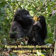 Facing Mountain Gorillas in Uganda (Wall Calendar 2019 300 × 300 mm Square)