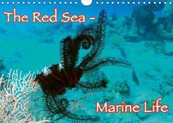 The Red Sea - Marine Life (Wall Calendar 2019 DIN A4 Landscape)