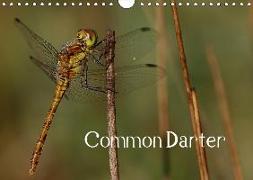 Common Darter (Wall Calendar 2019 DIN A4 Landscape)