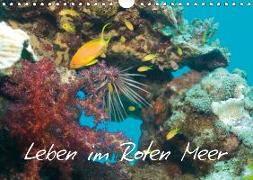 Leben im Roten Meer (Wandkalender 2019 DIN A4 quer)
