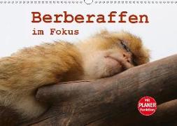 Berberaffen im Fokus (Wandkalender 2019 DIN A3 quer)