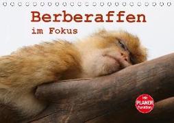 Berberaffen im Fokus (Tischkalender 2019 DIN A5 quer)