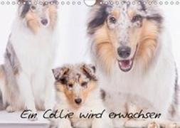 Ein Collie wird erwachsen (Wandkalender 2019 DIN A4 quer)