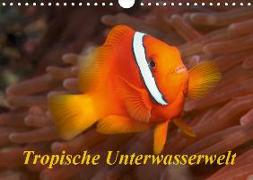 Tropische Unterwasserwelt (Wandkalender 2019 DIN A4 quer)