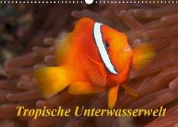 Tropische Unterwasserwelt (Wandkalender 2019 DIN A3 quer)