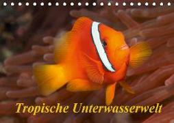 Tropische Unterwasserwelt (Tischkalender 2019 DIN A5 quer)