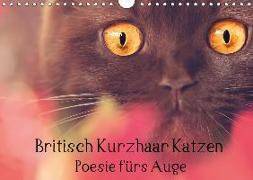 Britisch Kurzhaar Katzen - Poesie fürs Auge (Wandkalender 2019 DIN A4 quer)