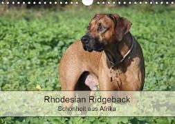 Rhodesian Ridgeback Schönheit aus Afrika (Wandkalender 2019 DIN A4 quer)