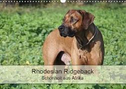 Rhodesian Ridgeback Schönheit aus Afrika (Wandkalender 2019 DIN A3 quer)