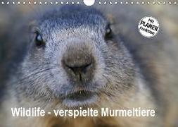 Wildlife - Verspielte Murmeltiere (Wandkalender 2019 DIN A4 quer)