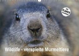 Wildlife - Verspielte Murmeltiere (Wandkalender 2019 DIN A3 quer)