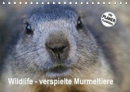 Wildlife - Verspielte Murmeltiere (Tischkalender 2019 DIN A5 quer)