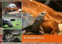 Schildkröten - Gepanzerte Urzeitwesen (Wandkalender 2019 DIN A2 quer)