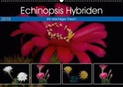 Echinopsis Hybriden. Ein stachliger Traum (Wandkalender 2019 DIN A2 quer)