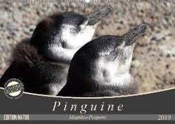 Magellan-Pinguine (Wandkalender 2019 DIN A2 quer)