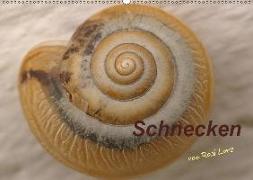 Schnecken (Wandkalender 2019 DIN A2 quer)