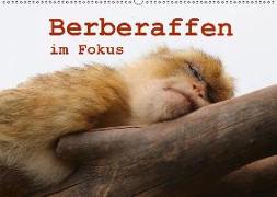 Berberaffen im Fokus (Wandkalender 2019 DIN A2 quer)