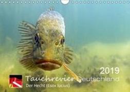 Tauchrevier Deutschland - Der Hecht (Esox lucius) (Wandkalender 2019 DIN A4 quer)