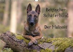 Belgischer Schäferhund - Der Malinois (Wandkalender 2019 DIN A3 quer)