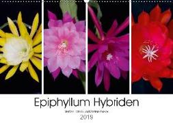 Epiphyllum-Hybriden (Wandkalender 2019 DIN A2 quer)