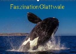 Faszination Glattwale (Wandkalender 2019 DIN A2 quer)
